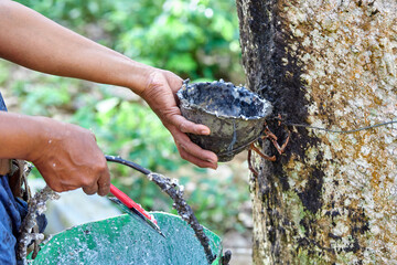 Rubber planter harvesting rubber latex 