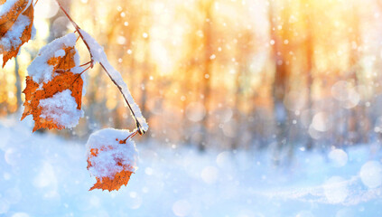 Winter background. Winter scene in the forest. Branch of birch tree with yellow leaves covered with...