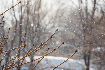 Morning snow and tree branches.