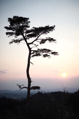 Obraz premium 木のシルエット