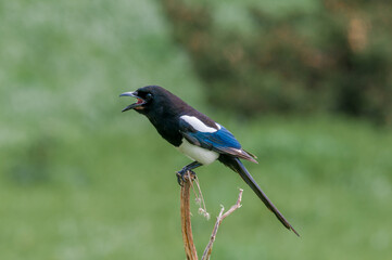 Black-billed Magpie (Pica hudsonia) at Chowiet Island, Semidi Islands, Alaska, USA