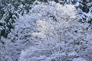 雪に覆われた寒そうな木々