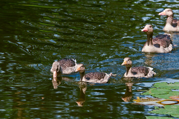 Greylag Geese (Anser anser) wint goslings in park, Germany