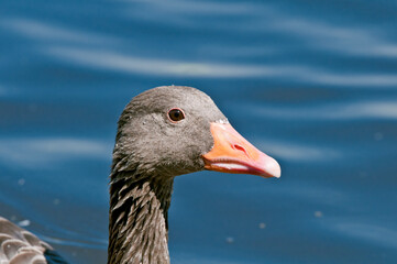 Greylag Goose (Anser anser) gosling in park, Germany