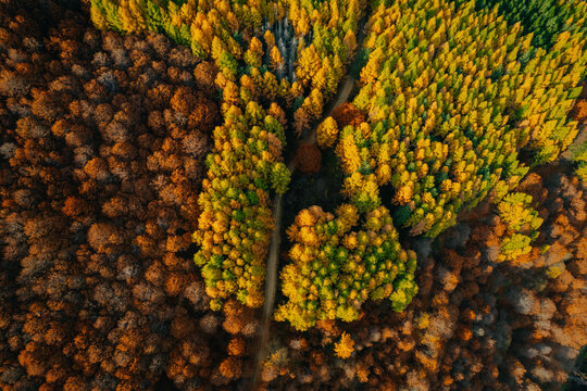 Forest From Above