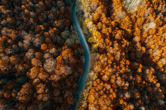 Forest From Above