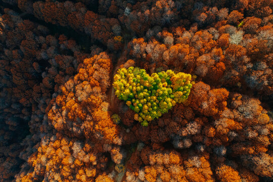 Heart-shaped forest 