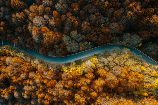Forest From Above