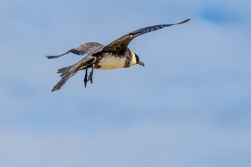 Pomarine Jaeger (Stercorarius pomarinus) in Barents Sea coastal area, Russia