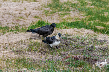 Pomarine Jaegers (Stercorarius pomarinus) in Barents Sea coastal area, Russia