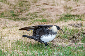 Pomarine Jaeger (Stercorarius pomarinus) in Barents Sea coastal area, Russia