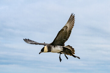 Obraz premium Pomarine Jaeger (Stercorarius pomarinus) in Barents Sea coastal area, Russia