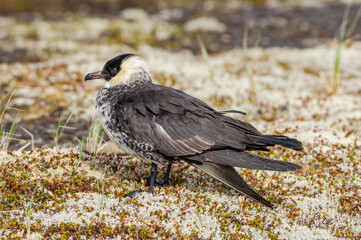 Pomarine Jaeger (Stercorarius pomarinus) in Barents Sea coastal area, Russia