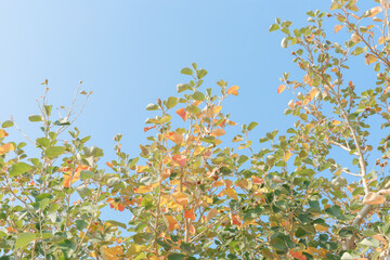 Close-up of leaves colored with autumn leaves.