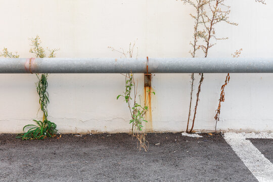 Steel pipes and withered plants.