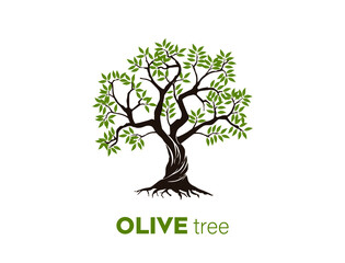 Obraz premium olive tree logo for olive oil packaging