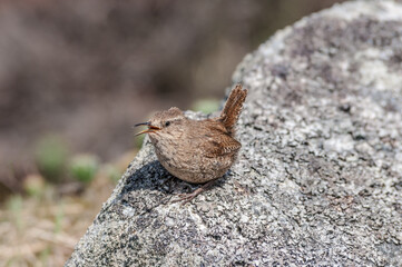 Pacific Wren (Troglodytes pacificus) at Chowiet Island, Semidi Islands, Alaska, USA