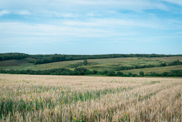 Obraz premium Landscape. A field with yellow grass and mountains and hills with greenery in the distance.