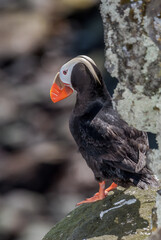 Tufted Puffin (Fratercula cirrhata) at St. George Island, Pribilof Islands, Alaska, USA