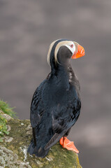 Tufted Puffin (Fratercula cirrhata) at St. George Island, Pribilof Islands, Alaska, USA