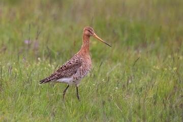 Tall black-tailed godwit, limosa limosa, walking on meadow in Iceland. Wild bird with long legs and beak standing on the ground with green grass. Nordic animal wildlife.
