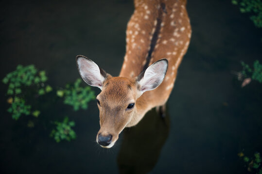 Deer on the water