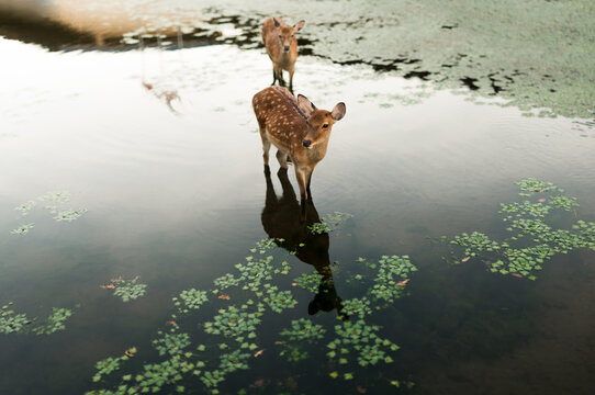 Deers reflected on the water