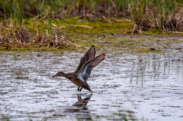 Female Common Teal (Anas crecca) in Barents Sea coastal area, Russia