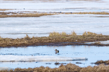 Common Teal (Anas crecca) drake in Barents Sea coastal area, Russia
