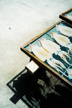 Sun dried squid portrait