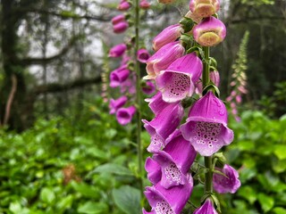 Fox gloves in the forest