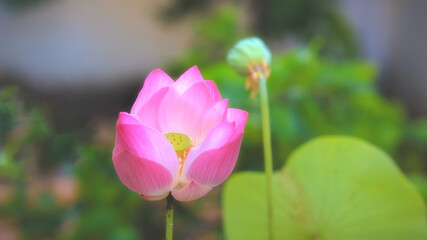 Beautiful pink lotus flower , water lilly flower