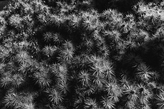 Cactus texture background