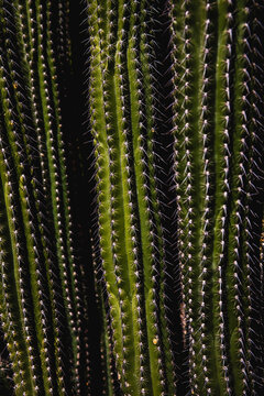 Prickly cactus pattern