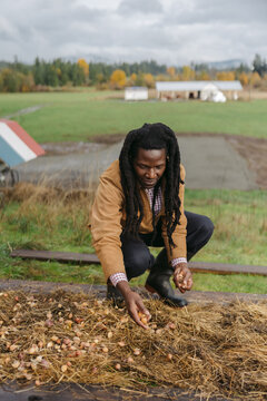 Farmer planting garlic bulbs in hay.