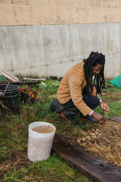 Farmer planting garlic bulbs in hay.