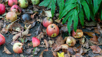 Fallen apples from an apple tree laying on the ground. Half rotten, laying on rotten leaves.
