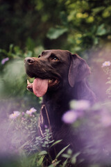 Labrador sitting in a field with purple flowers