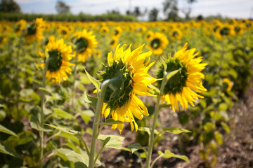 sunflowers in the field