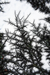 batik silk painting style applied to silhouetted tree structure in shades of dark grey on a plain white background