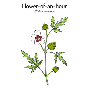 Flower-of-an-hour or bladder ketmia Hibiscus trionum , ornamental and medicinal plant