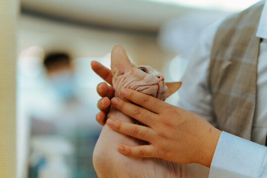 Pet sphynx cat 