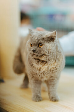 selkirk rex pet cat 