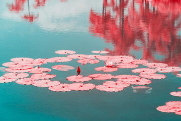 Infrared photography of water-lily