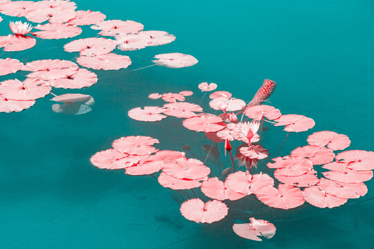 Infrared photography of water-lily