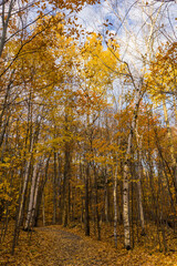Fototapeta premium Hiking in the woods during fall in Mont Saint Bruno National Park, in Monteregie region of Quebec, Canada