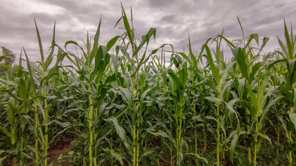 Fototapeta premium Photo of corn field and cloudy sky