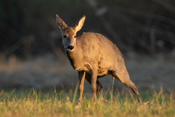 Roe deer, capreolus capreolus, doe urinating on a meadow in spring nature. Wild mammal peeing on a...