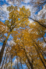 Hiking in the woods during fall in Mont Saint Bruno National Park, in Monteregie region of Quebec, Canada
