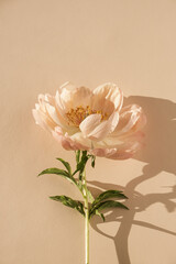 Delicate beige peony flower with sunlight shadows on neutral beige peachy background